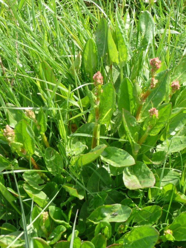 Oseille Rumex acetosa 002